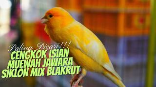 Download lagu SUARA KENARI GACOR ISIAN MEWAH EXOTIC - MASTERAN KENARI ISIAN BLACKTHROAT DAN SIKLON GACOR mp3