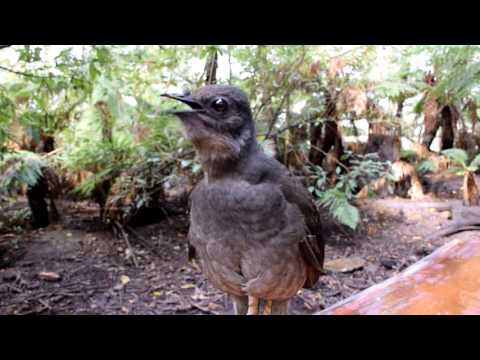 Lyrebird