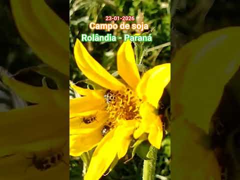 campo de soja Rolândia - Parana - Brasil