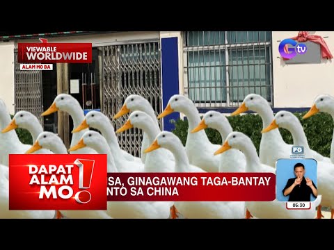 Mga gansa, bantay sa ilang presinto sa China Dapat Alam Mo!