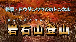 岩石山のドウダンツツジトンネル　　　4K60P映像