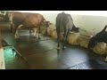 Cow Mat MDM ModernDairyMachines Call 9042471010
