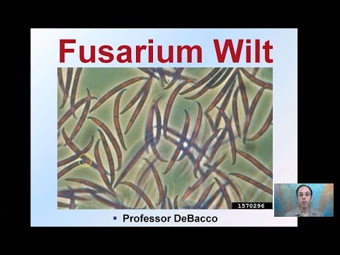 , title : 'Fusarium Wilt'