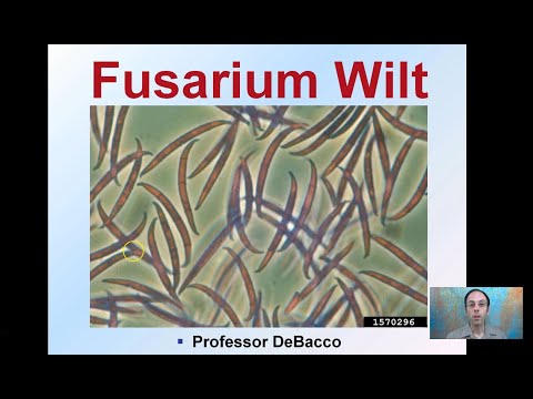 Fusarium Wilt