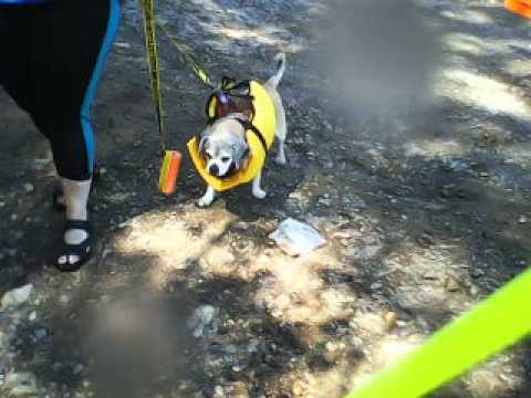 Zora  leave-it on beach