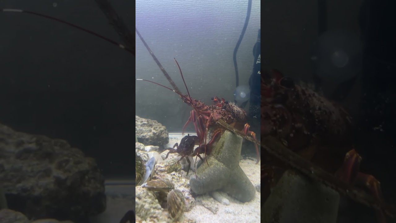 伊勢海老とカニの餌の取り合い  #アクアリウム #伊勢海老 #海水魚 #飼育