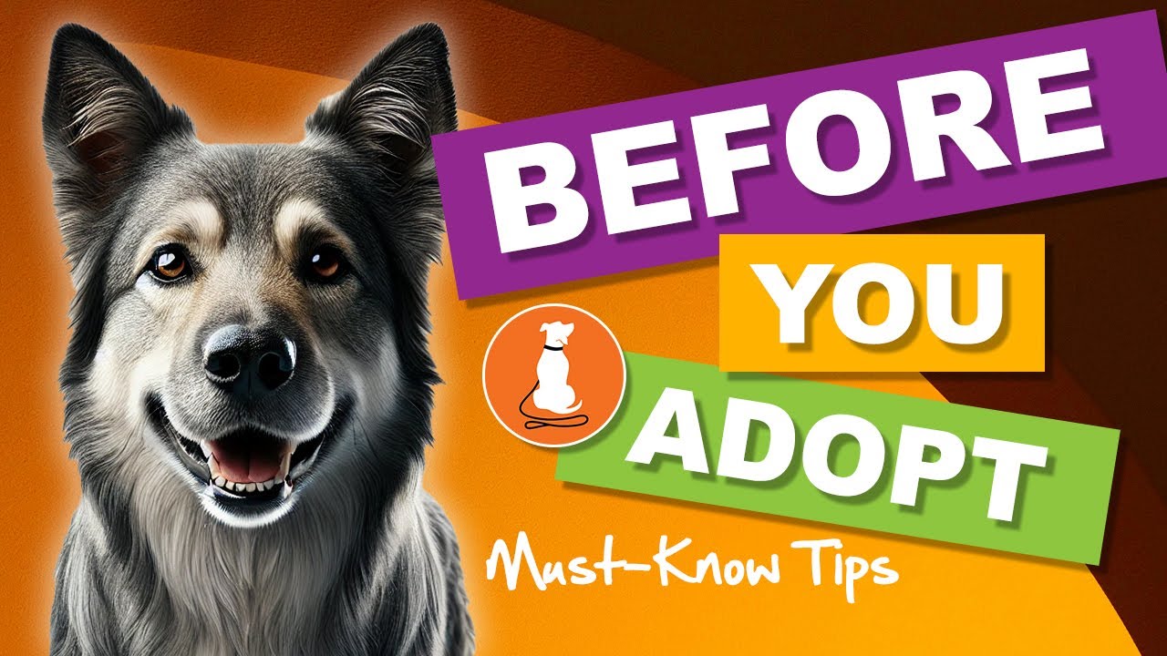 Adopting a Rescue Dog: Quick Guide to Finding Your Perfect Pup