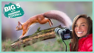 Red Squirrels | Big 5: Scotland | BBC ﻿Earth Kids