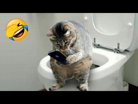 Die lustigsten Katzen und Hunde 😺🐶 Lustige Tiere 2023 😂 Teil 20