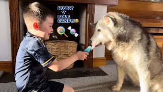 Husky Eats Sour Candy For The First Time!😂. [BEST REACTION!!]