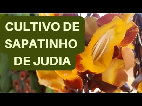, title : 'Cultivo de Sapatinho de Judia-Thumbergia mysorensis #3'