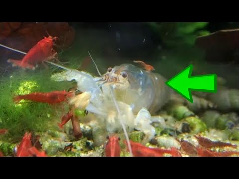 How To Care for Vampire Shrimp (Atya gabonensis) – Tank Setup & Feeding Tips