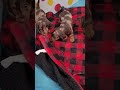 Miniature Dachshund dogs for sale: Angel - Video 1