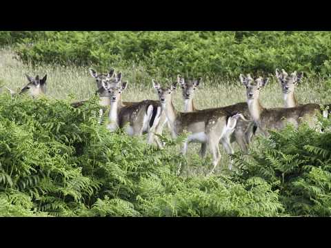 Margam Country Park Wildlife and Landscape full