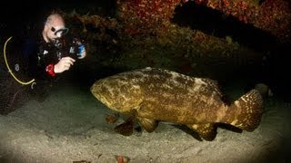 preview picture of video 'Protect the Goliath Groupers! Scuba Diving Awareness in Pompano Beach with Pompano Dive Center'
