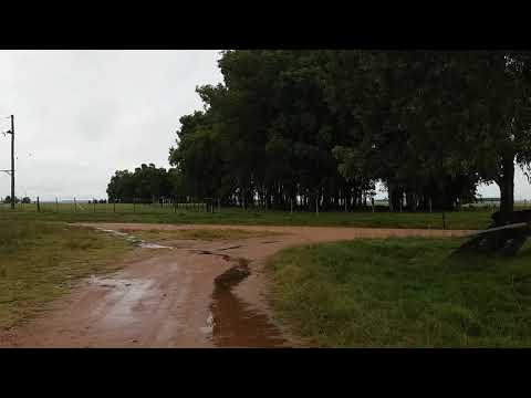 Chilcas y chingolas departamento Florida....