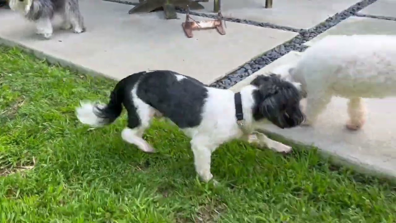 Enlarge KELLER, a ADOPTABLE Shih Tzu in Santa Monica, CA video 4/4