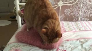 Neutered Cat humping his pillow