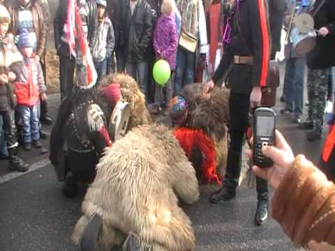 ursii de la ganea 2012 la primarie