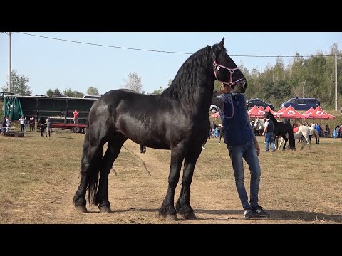 Expozitie cu cai de frumusete - Sasar, Maramures 19 Sept. 2020 Nou !!!