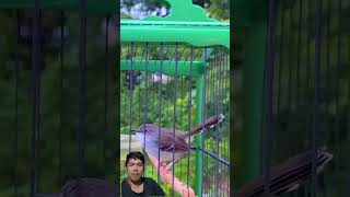 Download lagu Ciblek Jantan Memanggil Betina! Suara Alam Menakjubkan #burung #birdsounds #ciblek #shortsburung mp3