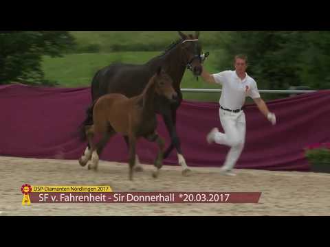 KN 33 Fabelhaft Sf v. Fahrenheit - Sir Donnerhall