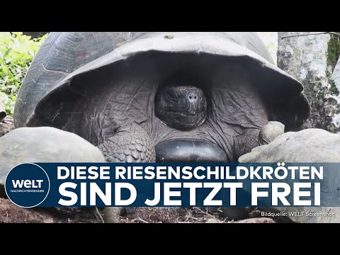 GALÁPAGOS: Seltene Riesenschildkröten ausgewildert – Großer Artenschutz-Erfolg auf Insel Isabela!