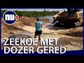 Gestrande zeekoe gered met bulldozer in Verenigde Staten | NU.nl