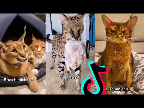 BRUSCHIMICHIS😹💗 1 hora de risa🐈💕! // #bruschimichis #humor
