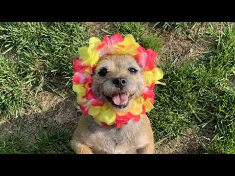 I recommend you go to Cyprus. There are many beautiful cats there#cat #dog #viral #myanimal