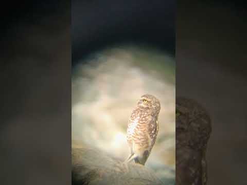 🦉 Búho del Manu observado desde el río – Avistamiento con telescopio