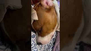 Video preview image #1 Treeing Walker Coonhound-Unknown Mix Puppy For Sale in Princeton, MN, USA