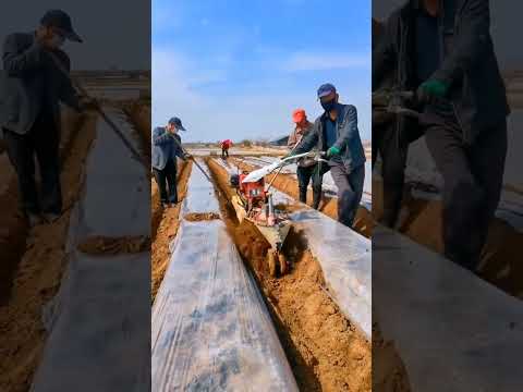 Potato Farming A Traditional Way #satisfying #shortsvideo