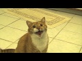 Shortest Video On Youtube