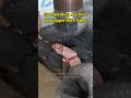 EV Copper Wire Cable Spot Welding Machine Spotweldingmachine Welding Spotwelder