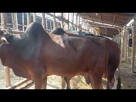 American Ranchers Raise 30,1 Million Beef Cattle This Way - American Cow Farm
