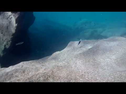 Ophthalmotilapia ventralis a Halembe