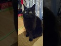 Big Boy Cat With The Tiniest Meow