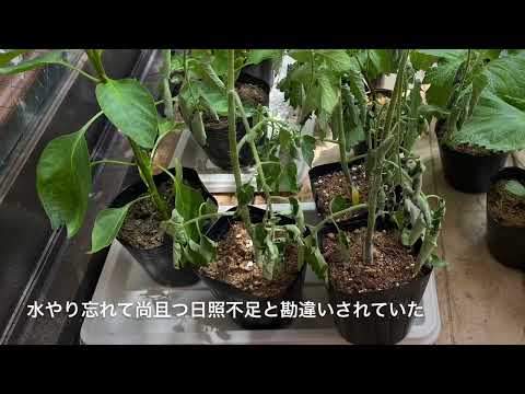 キュウリ 植物
