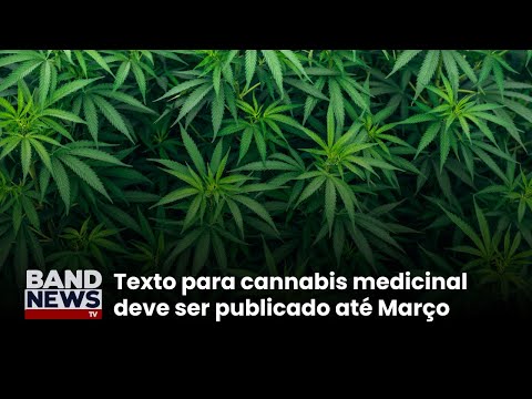 Anvisa analisa produção de cannabis medicinal | BandNews TV