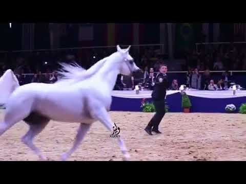 اكسليبر بطولة اخن المانيا الحصان العربي Excalibur ea