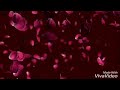 Romantic Whatsapp Status Female Version Channa Mereya
