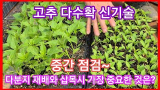고추재배 신기술 다수확 재배방법 다분지재배 와 삽목시 가장 중요한것은? 중간점검 귀농귀촌 전원일기 주말농장 …