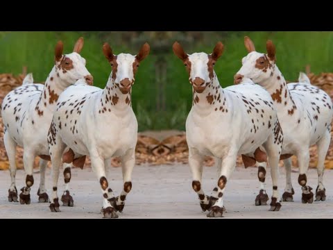 , title : 'Beautiful Barbri Goat Breed Of Pakistan & Hindustan  || Amazing Milking Goats'