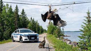 Baby Eagle Begged to Save His Mother — Just Watch Who Came to The Rescue