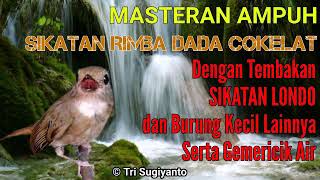 Download lagu SRDC MASTERAN AMPUH | Dengan Isian Sikatan Londo dan Burung Kecil Lainnya Disertai Gemericik Air mp3 Download lagu SRDC MASTERAN AMPUH | Dengan Isian Sikatan Londo dan Burung Kecil Lainnya Disertai Gemericik Air mp3