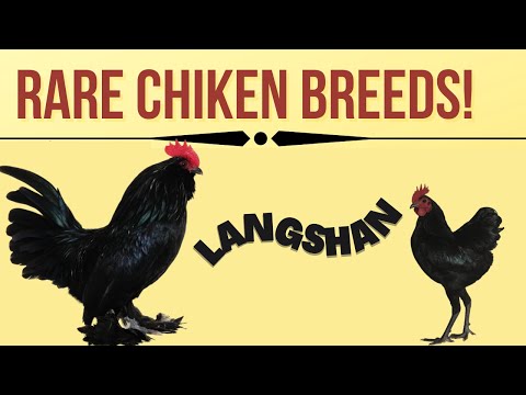 , title : 'lanshan chickens| ornamental Chinese chicken breed'