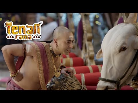 आखिर क्यों लाना पड़ा पंडित रामा कृष्ण को दरबार में बैल | Tenali Rama -तेनाली रामा | Best Comedy