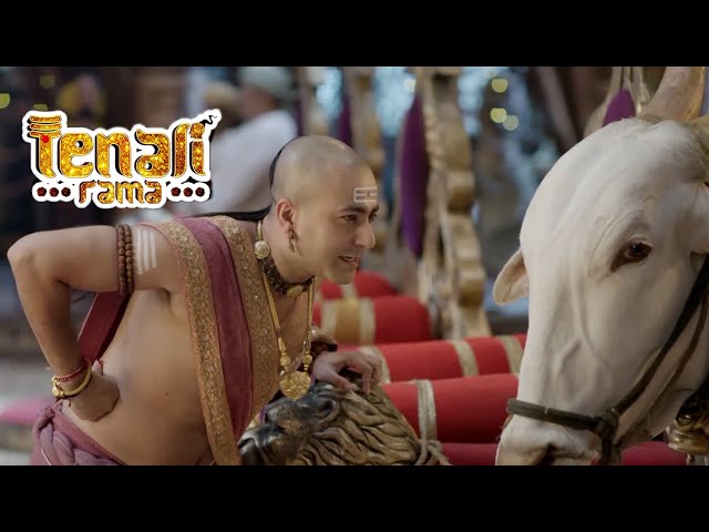 आखिर क्यों लाना पड़ा पंडित रामा कृष्ण को दरबार में बैल | Tenali Rama -तेनाली रामा | Best Comedy SDDEFAULT Thumbnail
