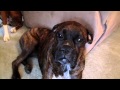 My Guilty Boxer Dogs